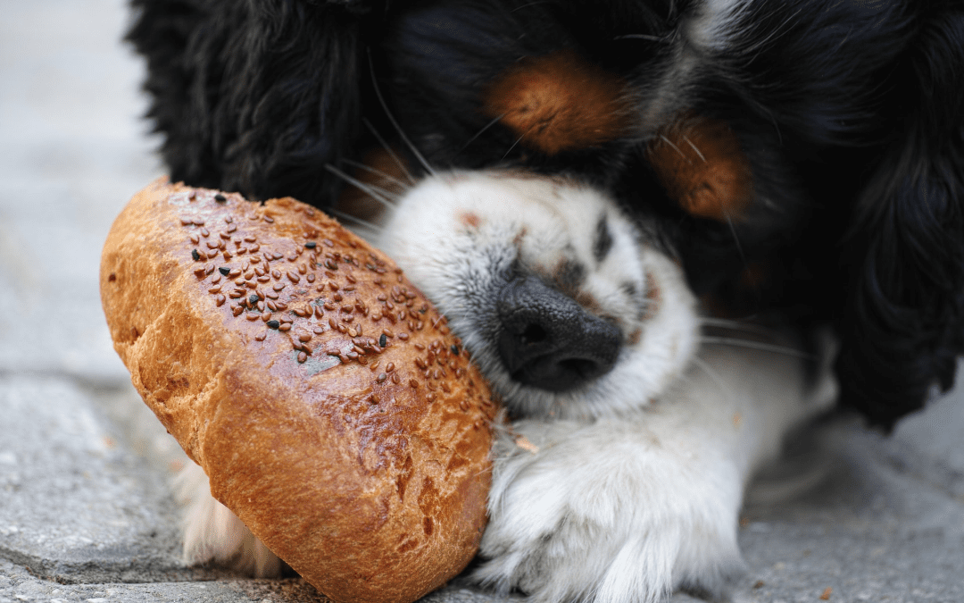 Feast without Fear: How to Make a Safe Thanksgiving Feast for Your Pet