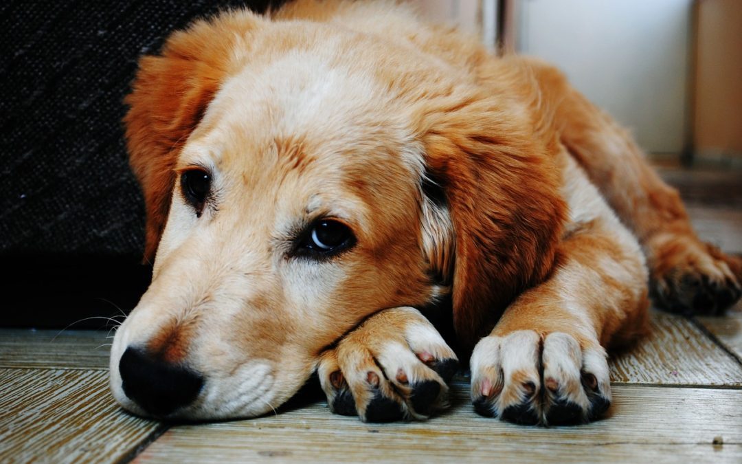 Golden retriever laying down looking sad