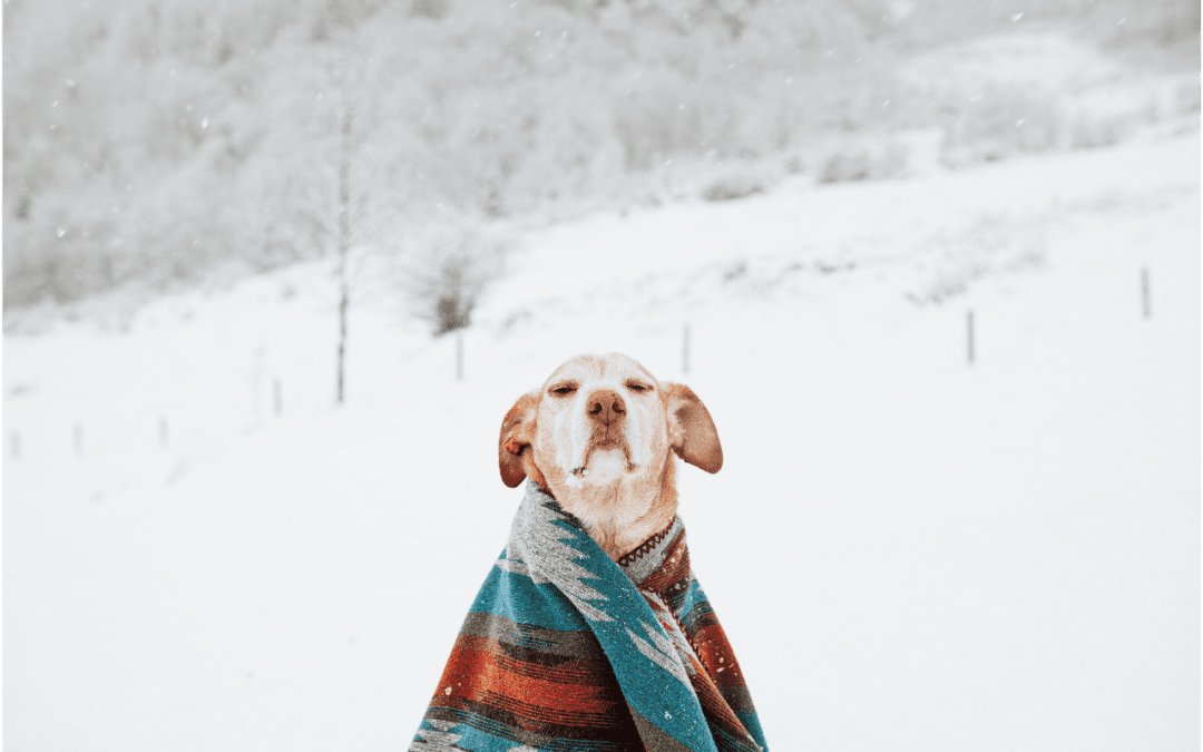 Learn How to Keep Your Pet Safe from Hypothermia