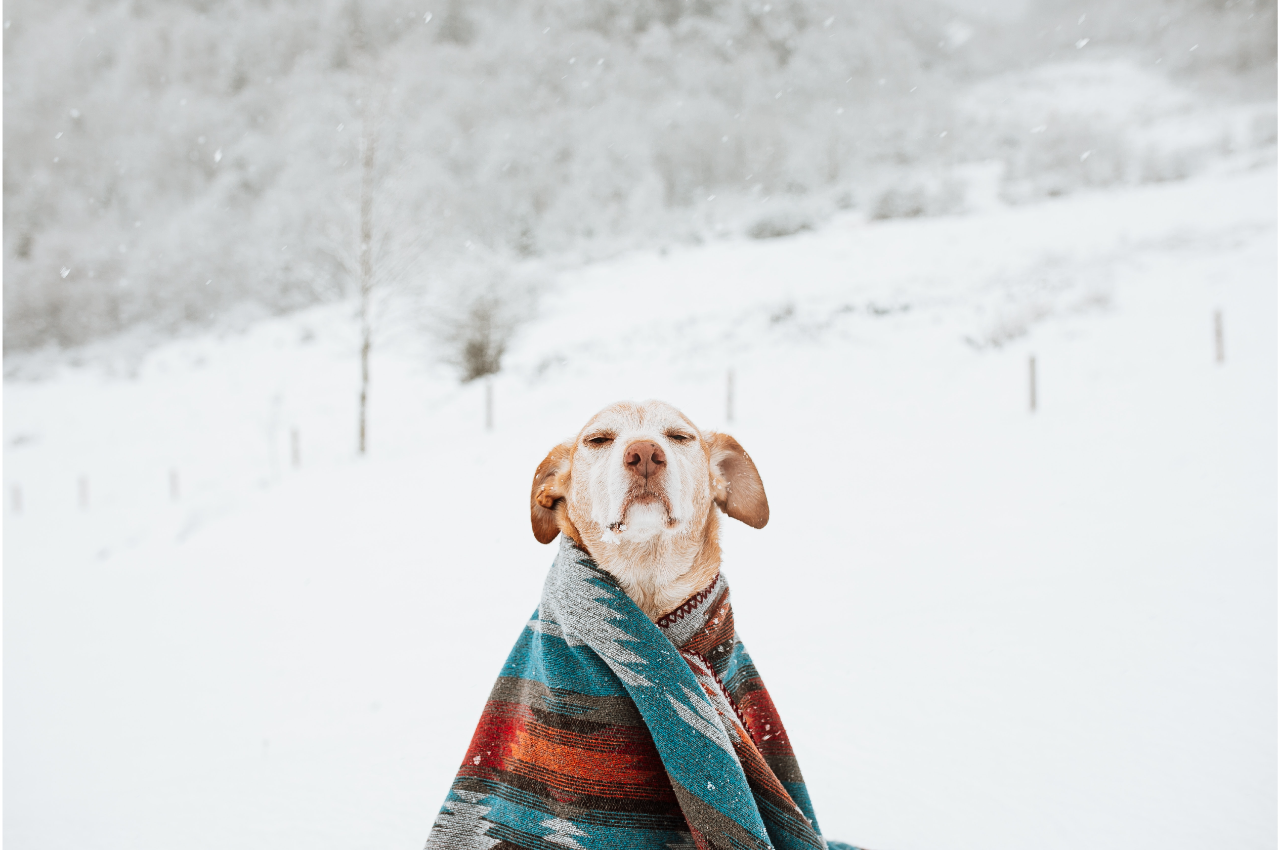 Image showcasing Learn How to Keep Your Pet Safe from Hypothermia - South Shore ...