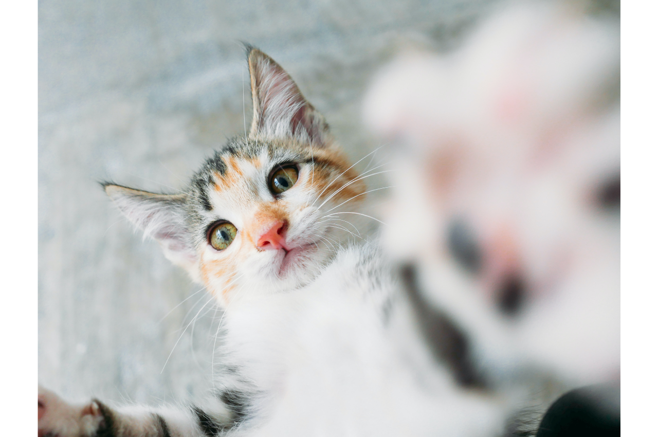 How To Keep Your Cat Healthy South Shore Veterinary Hospital how-to-keep-your-cat-healthy-south-shore-veterinary-hospital