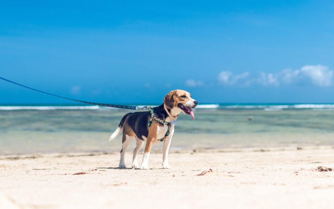 Five Easy Ways To Keep Your Puppy Cool and Protected This Summer