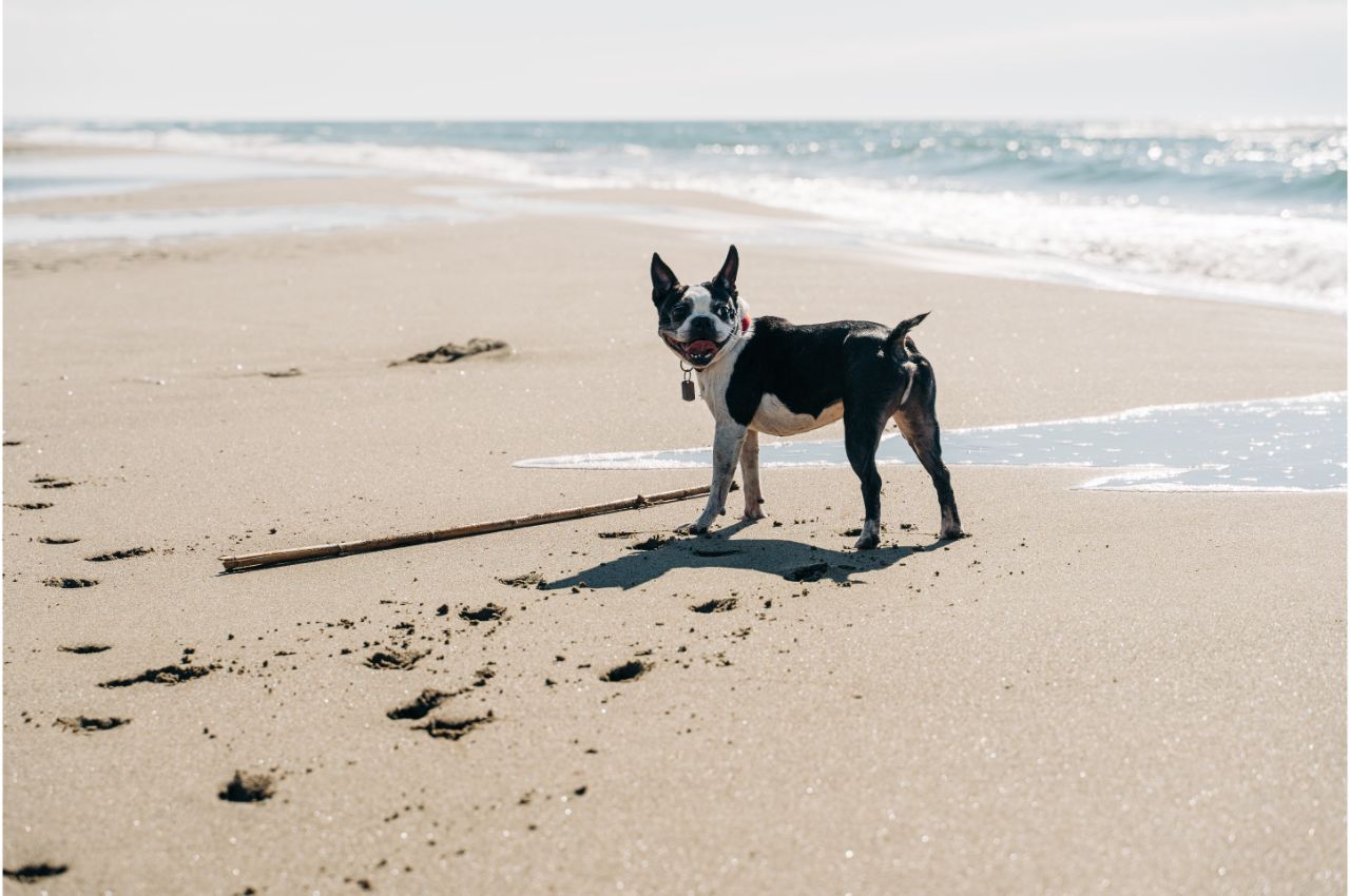 Discovering Outdoor Activities With Your Furry Companion - South Shore ...