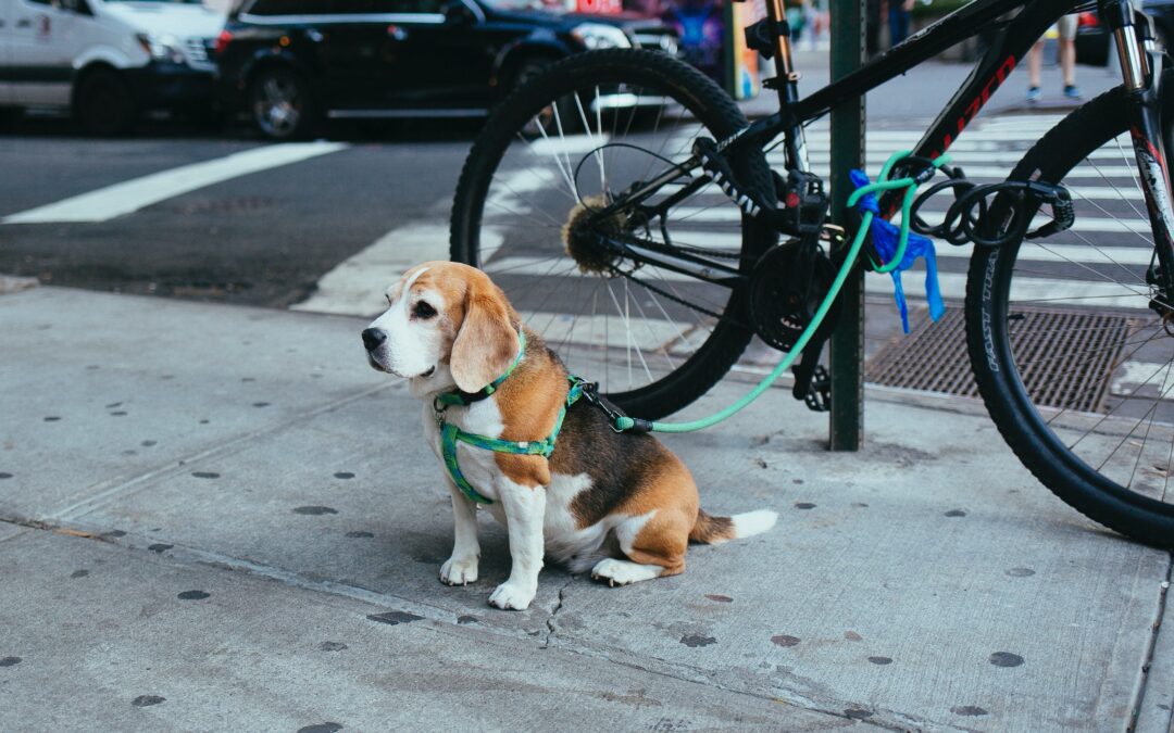 Pudgy beagle sitting on a street corner